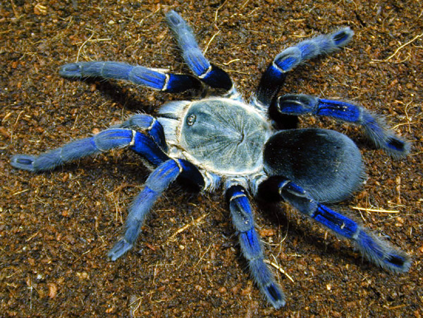 [Image: cobalt%20blue%20tarantula.jpg]
